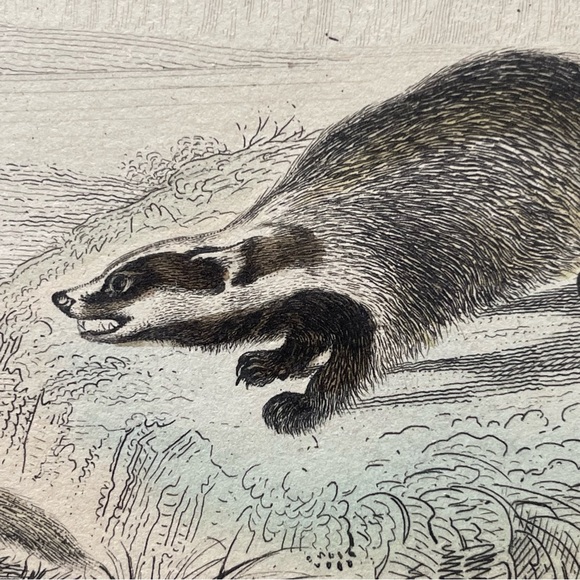 Antique French Animal Illustration - Picture 8 of 11